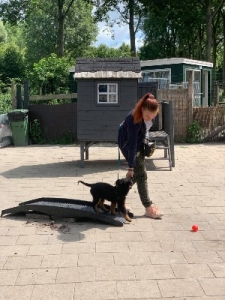 HondenSchool-Aandachtig-wie-ik-ben