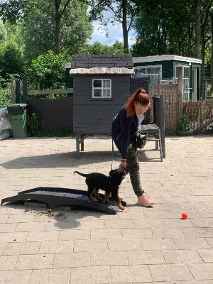 HondenSchool-Aandachtig-wie-ik-ben